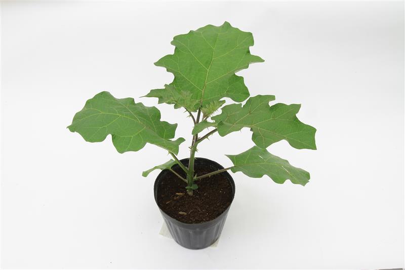 ȥХӥʥϥå奷ɡˡʥġʥġ