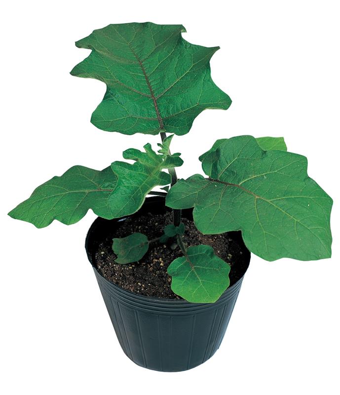 ȥʥʥϥå奷ɡˡʥġʥġ