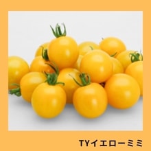 TY���������ߥߡʥ��ͥ����ġ�