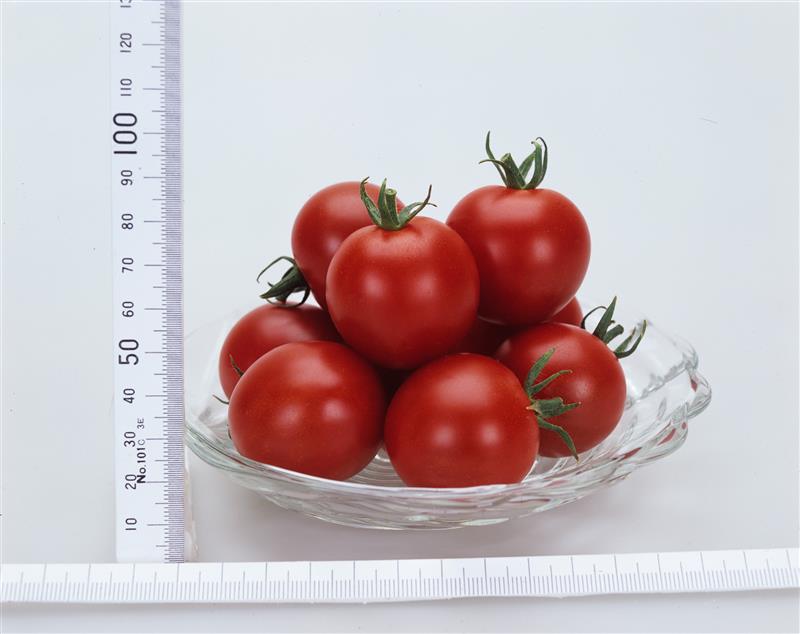 スイートルビー（カネコ種苗）＊ | 野菜の種,果菜,ミニトマト | アグリ