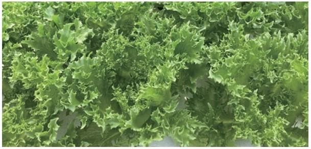 ���ޥ��㥭�ʥ��󥸥��󥿥���ѥ��