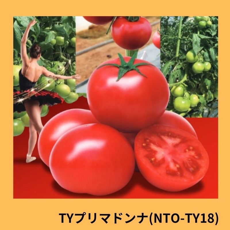 とまとページ TYプリマドンナ（NTO－TY18）（ナント種苗）＊ | 野菜の種