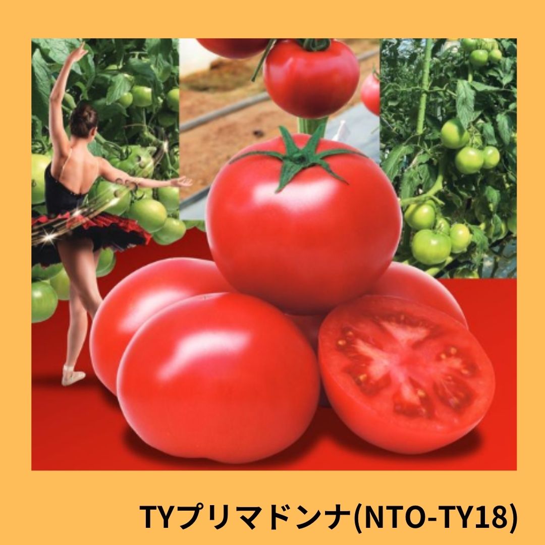 タマトンガ様　確認用 ミニトマト種子】サカタ交配 「オレンジアイコ」 野菜と花の種・苗