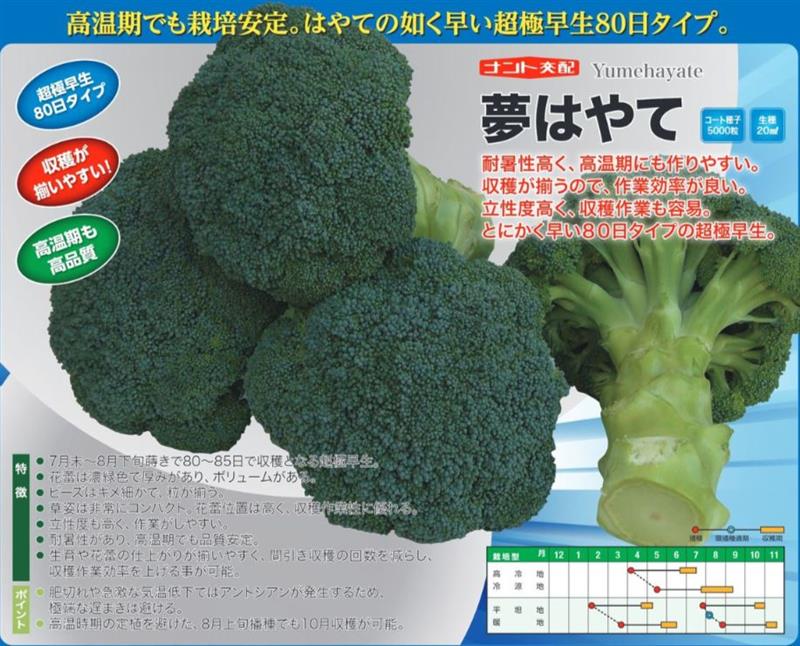 匿名発送】大人気の新種が激安！ブロッコリーコート種子