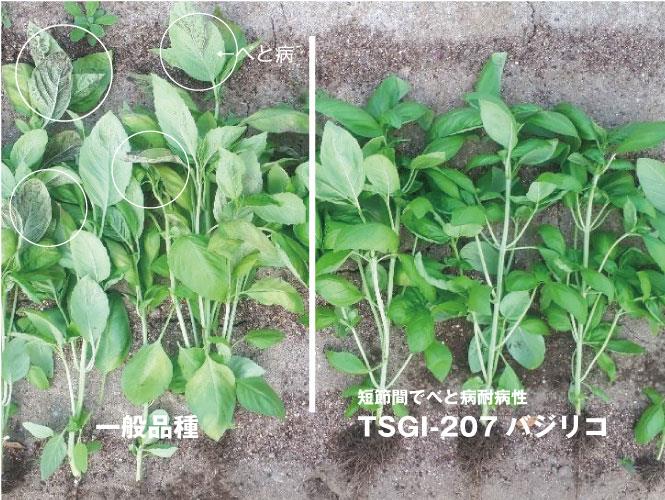 �ԣӣǣɡݣ������ʥȥ������ġˡ�