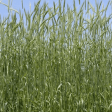 �ҡ��������ʥ������顼��