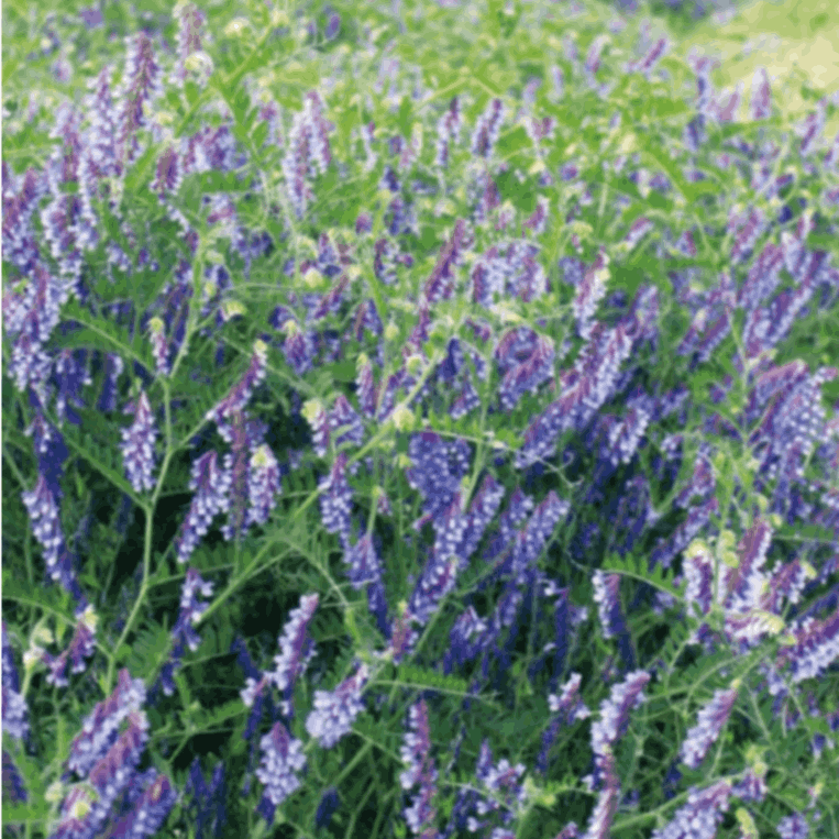 �����󥿡��٥å�