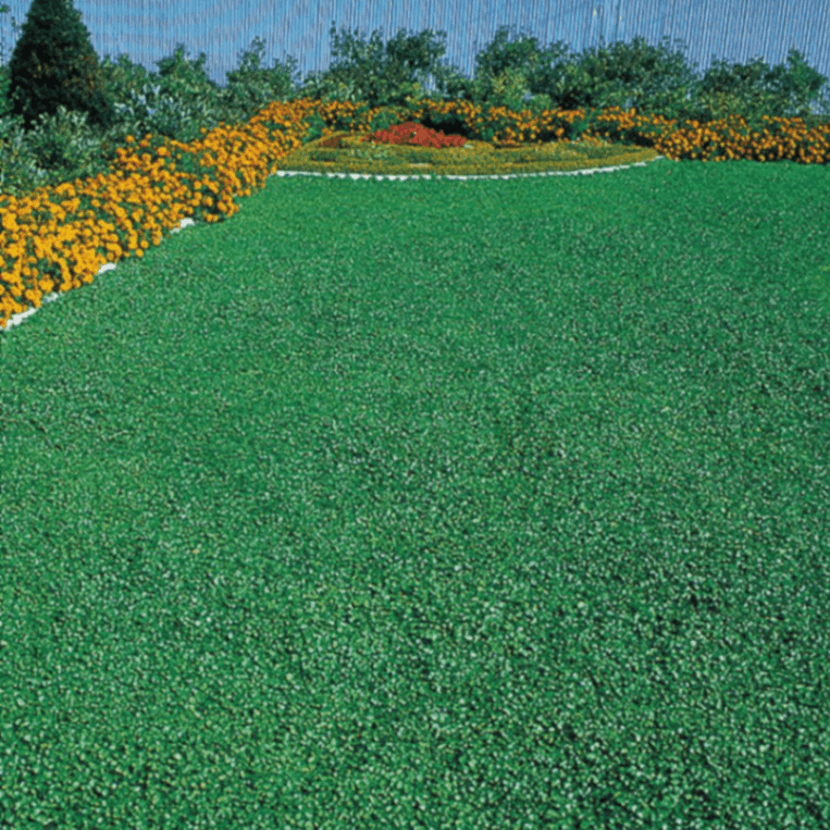 ダイカンドラ（コート種子） | 緑肥の種,緑肥の種,その他 | アグリブック