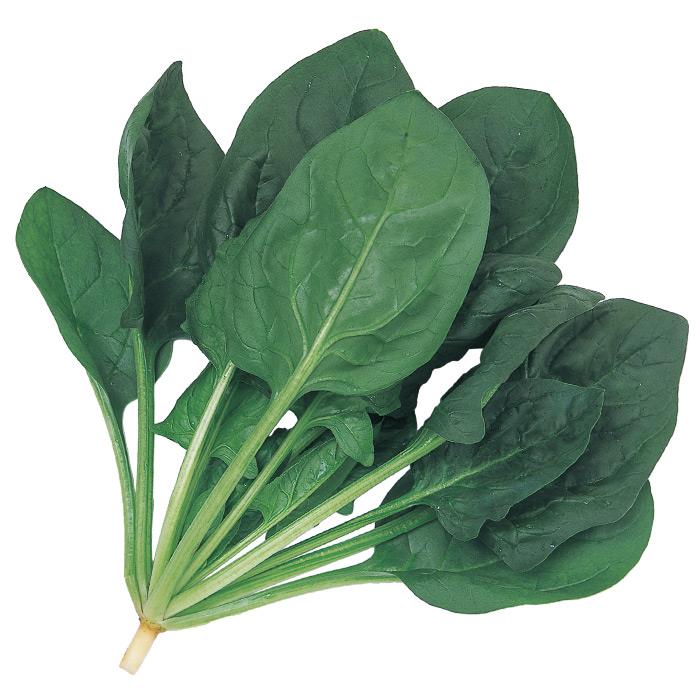 �����ȡʥ������Υ��͡�