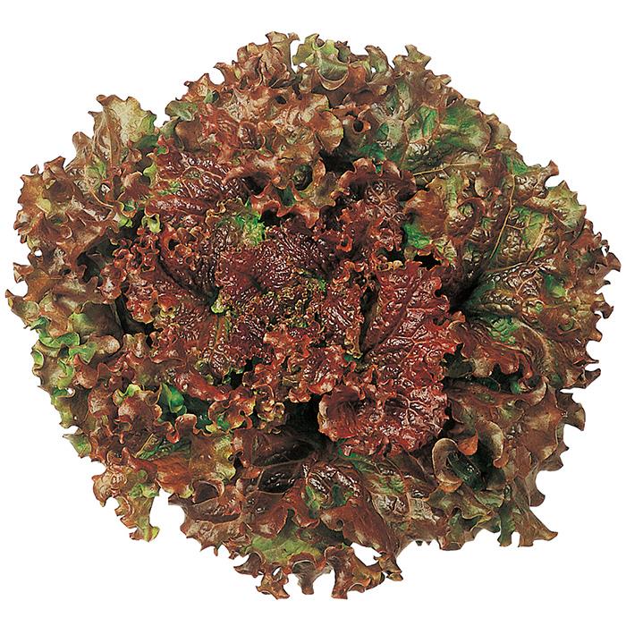 �ˤ��ʤ٤ˡʥ������Υ��͡ˡ�