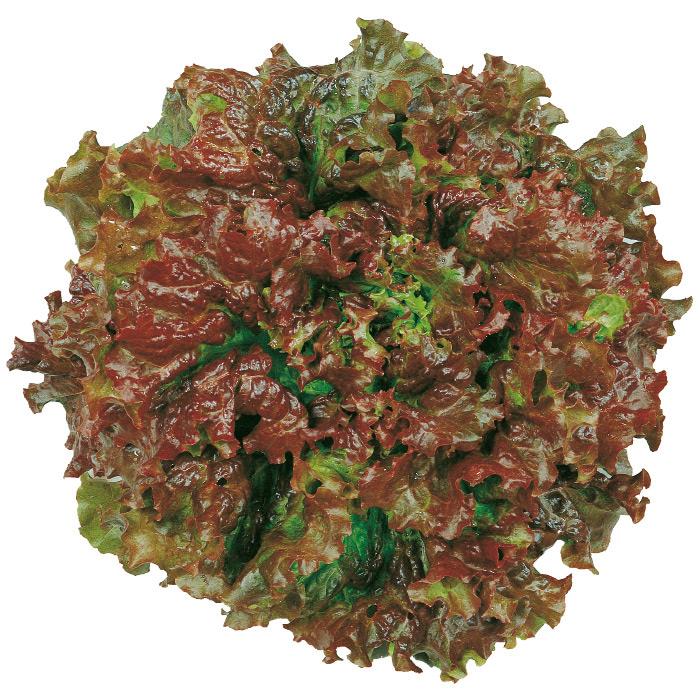 ��åɥ������֡ʥ������Υ��͡�