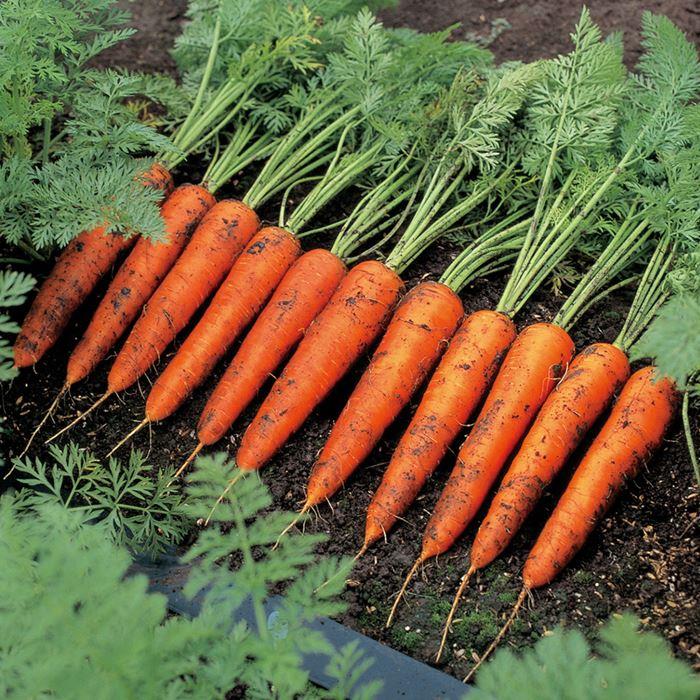 �١�������å��ʥ������Υ��͡�