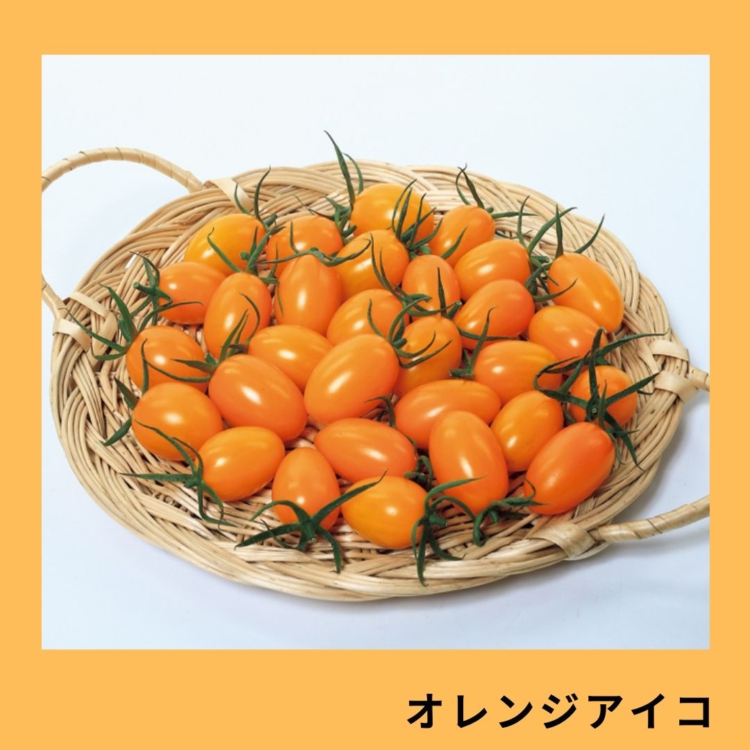 ミニイカタコ　02 オレンジアイコ（サカタのタネ） | 野菜の種,果菜,ミニトマト | アグリ