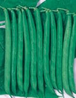 ��������ʥ������Υ��͡ˡ�