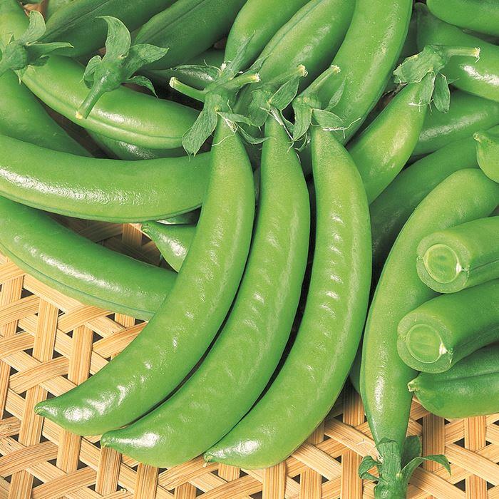 �Ĥ�ʤ����ʥå�����ʥ������Υ��͡�