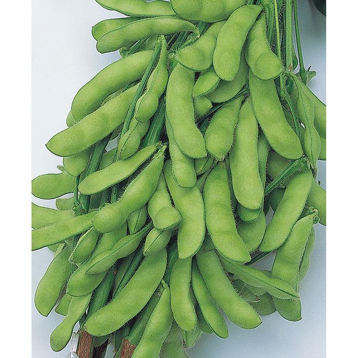 �����ʤޤ�ʥ������Υ��͡�