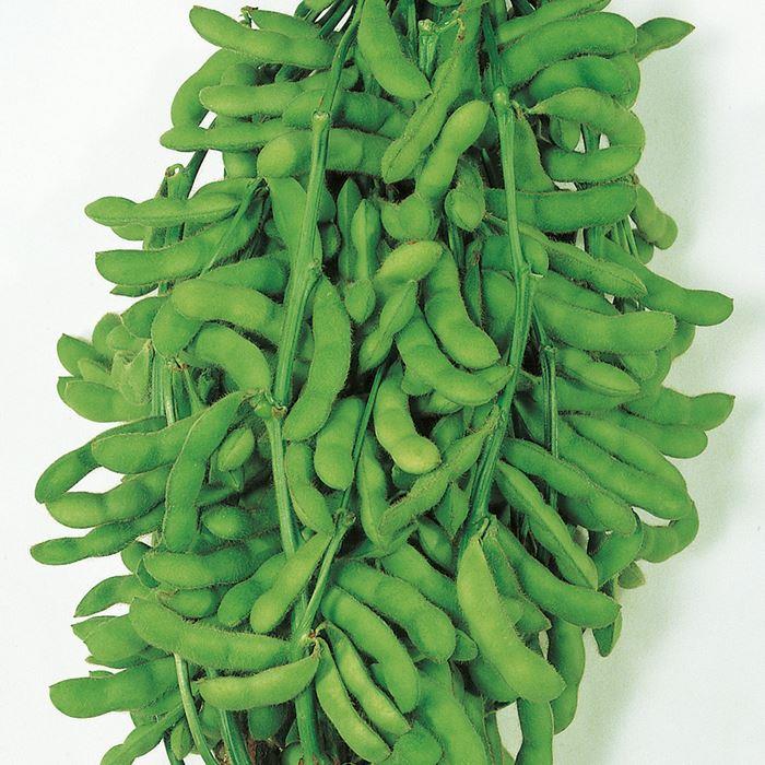 ͼ�äߡʥ������Υ��͡�