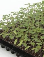 Хåå/ȥޥġʥΥ͡ˡ