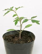 ޥͥåȡȥޥġʥΥ͡