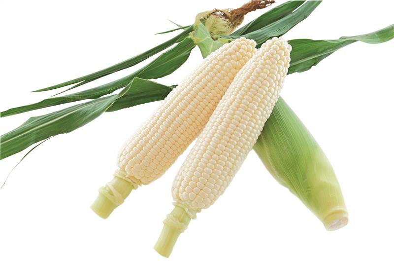 ̣�Ť����ۥ磻�ȡ���¢����ı��