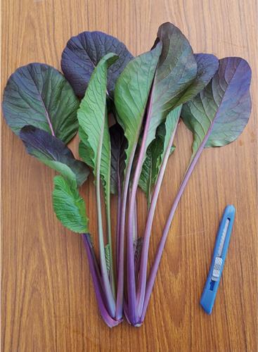 �ԣӣء��������ʥȥ������ġˡ�