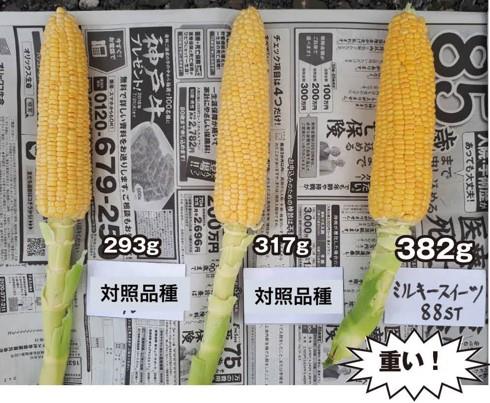 ミルキースイーツ88ST（トキタ種苗） | 野菜の種,豆・トウモロコシ