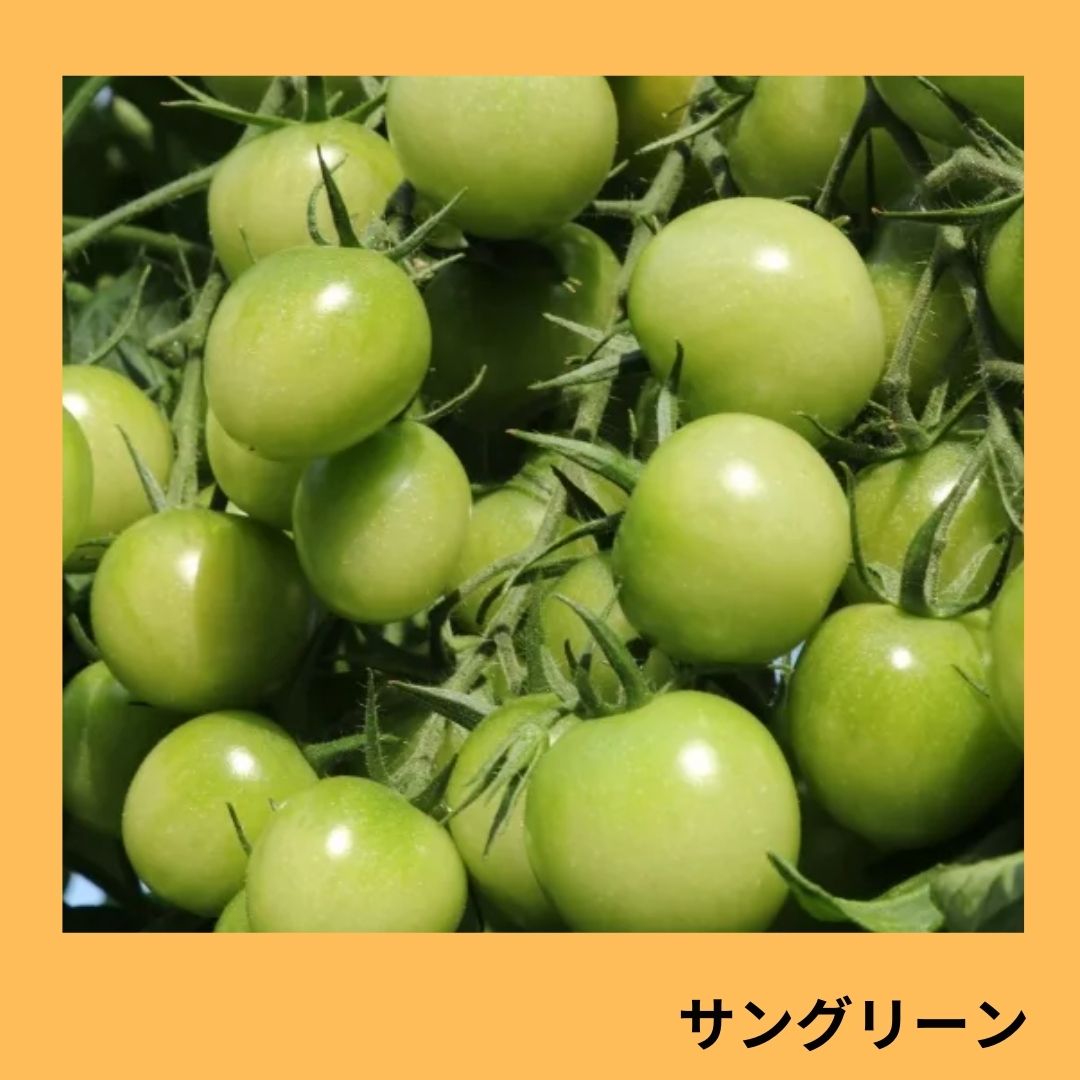 サングリーン（トキタ種苗）＊ | 野菜の種,果菜,ミニトマト | アグリブック