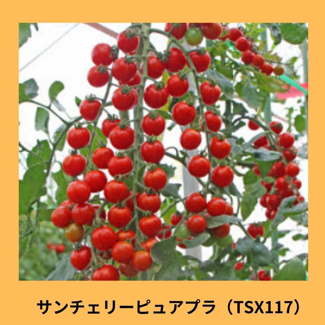 サンチェリーピュアプラス（TSX117）（トキタ種苗） | 野菜の種