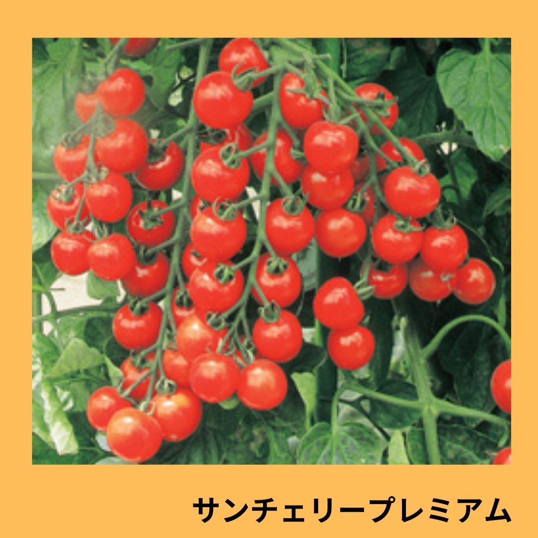 サンチェリープレミアム（トキタ種苗） | 野菜の種,果菜,ミニトマト