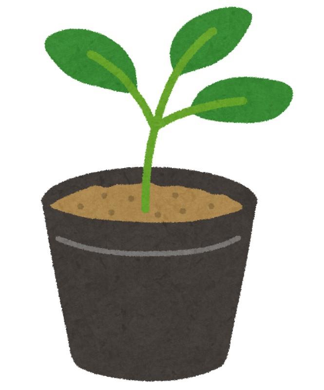 TDー1／トマト苗（トキタ種苗）＊ | 野菜の種,台木,トマト用台木