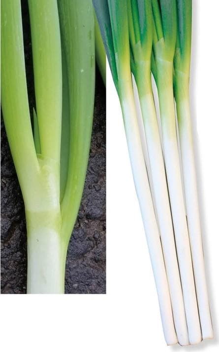 大地の響き（TSX－518）（トキタ種苗） | 野菜の種,葉菜,ネギ