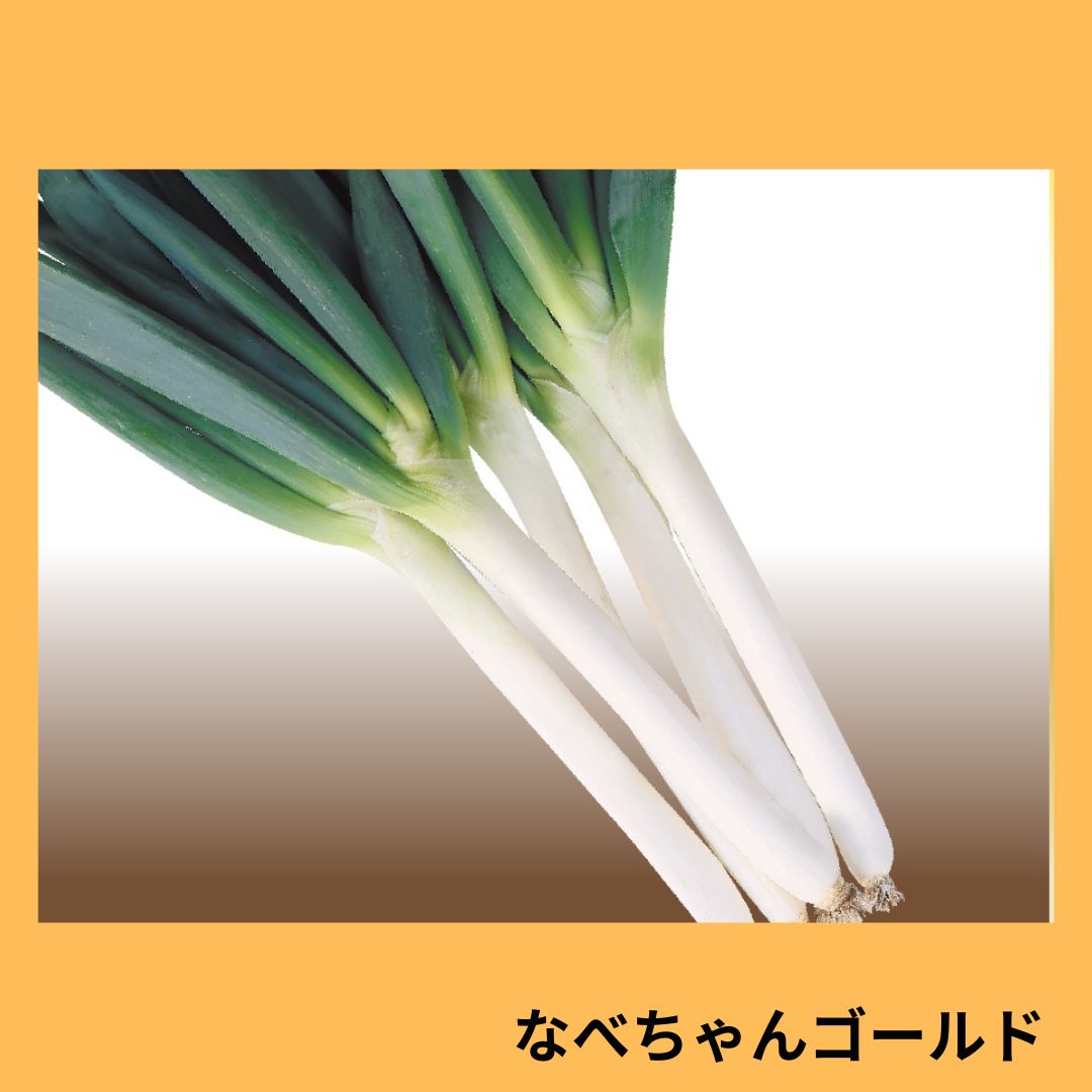 なべちゃんゴールド（トキタ種苗）＊ | 野菜の種,葉菜,ネギ | アグリブック