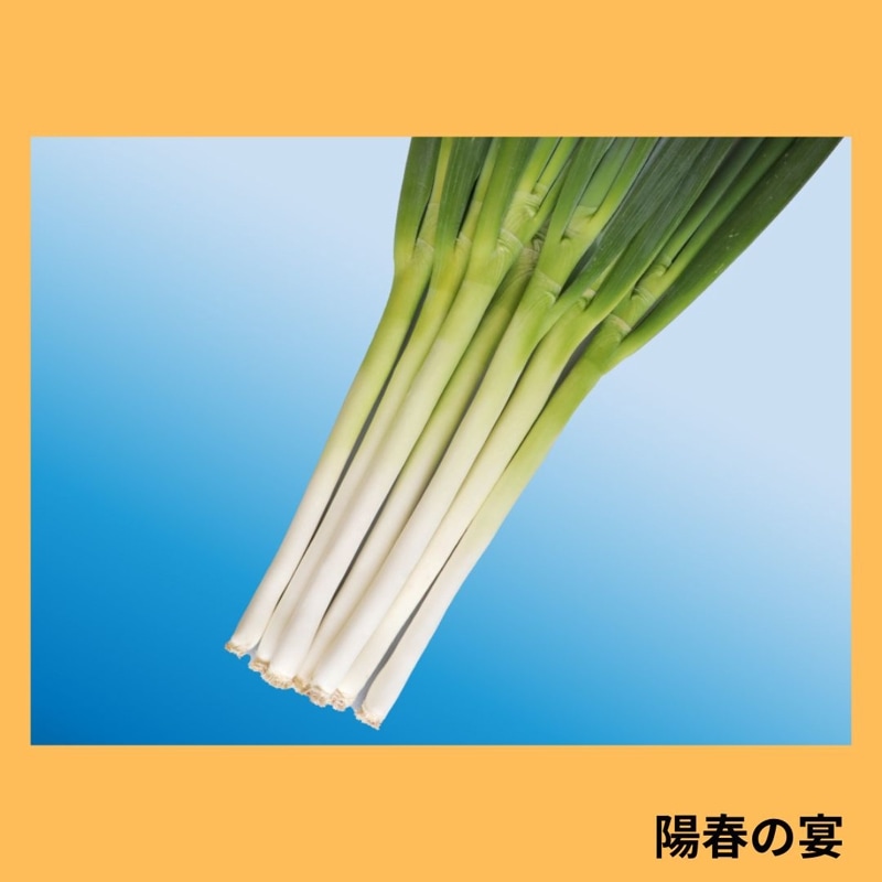 陽春の宴（トキタ種苗） | 野菜の種,葉菜,ネギ | アグリブック