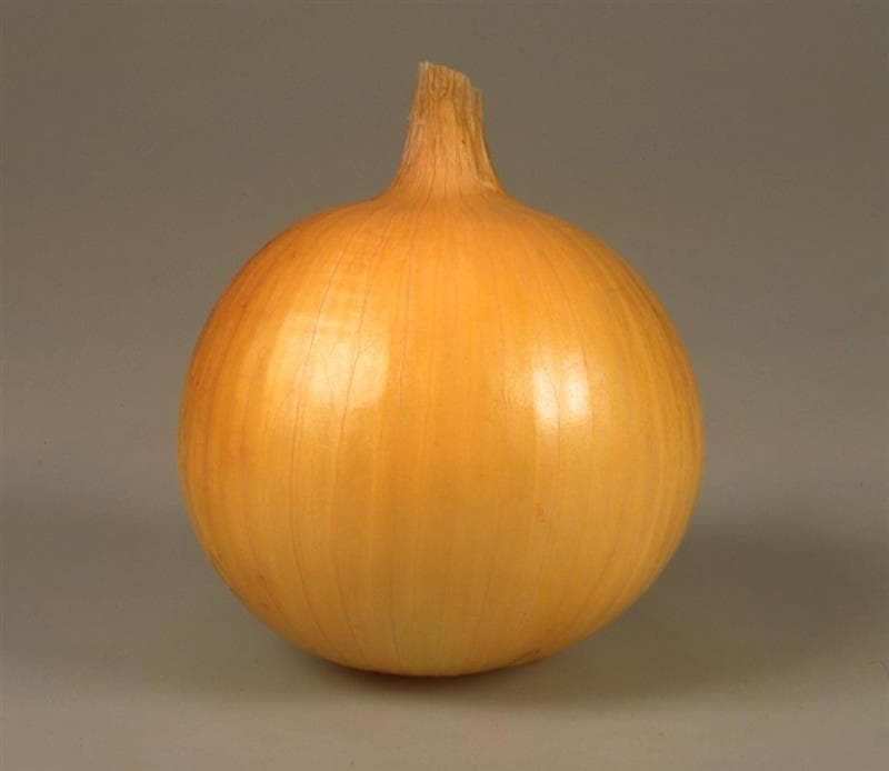 Ͱʥͥġ