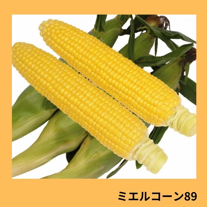 �ߥ��륳���󣸣���������ġ�