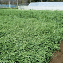 �����ѥ饤����������