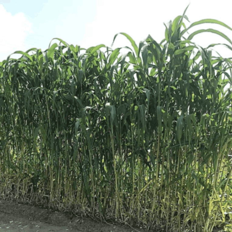 �����ǥ��르��