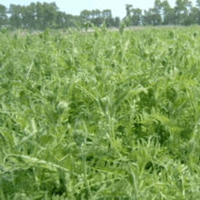 �ϥ󥰥ӥ�����