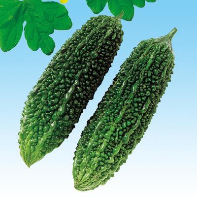 【レンギョウ】グリーンレイシの種 ブランド 2000粒 ( 野菜の種 )
