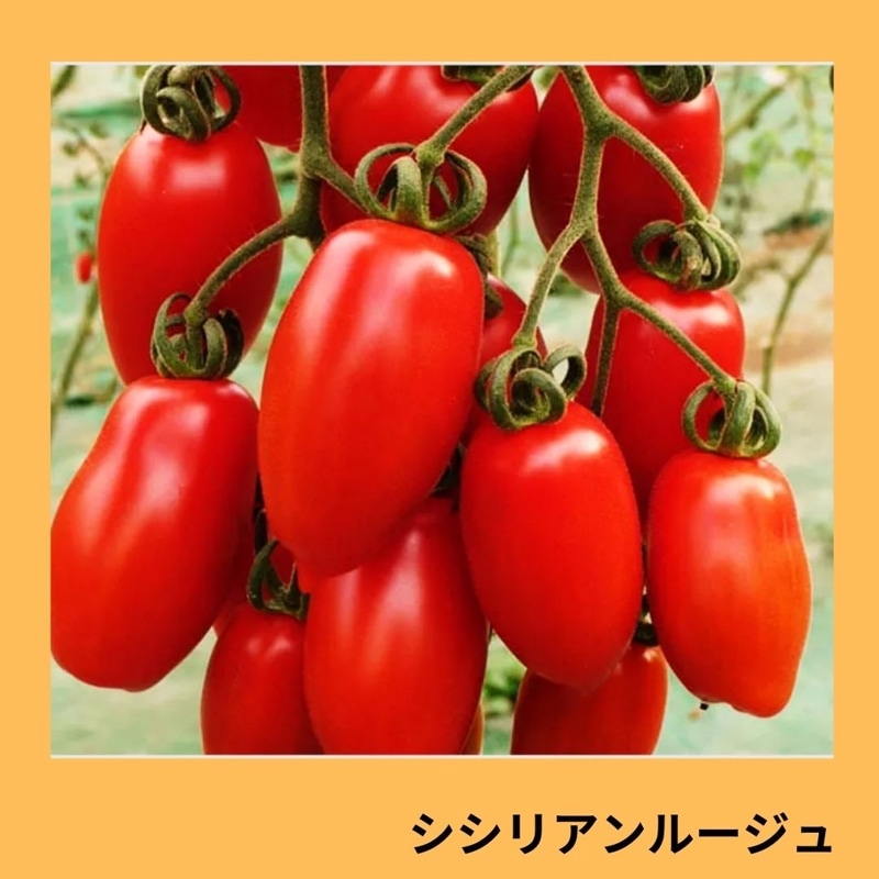 シシリアンルージュ（サナテックシード） | 野菜の種,果菜,中玉トマト 