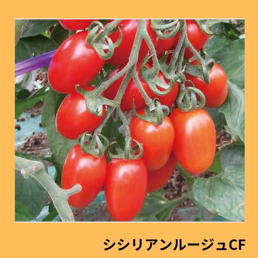 トマトシシリアンルージュ10キロ 【公式通販】 トマトシシリアンルージュ10キロ 【公式通販】