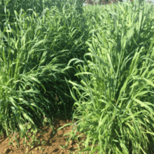 �нխ�����󥺥��֥�åĥ�