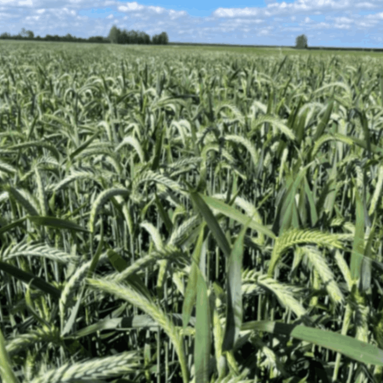 �饤���å���