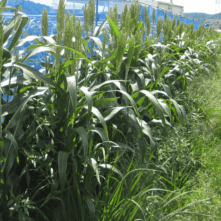 ソルゴー　牧草　8キロ ソルゴー 牧草 8キロ 【公式通販】