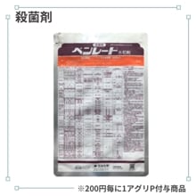 �٥�졼�ȿ��º�