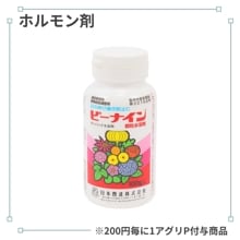 �ӡ��ʥ�����γ���Ϻ�