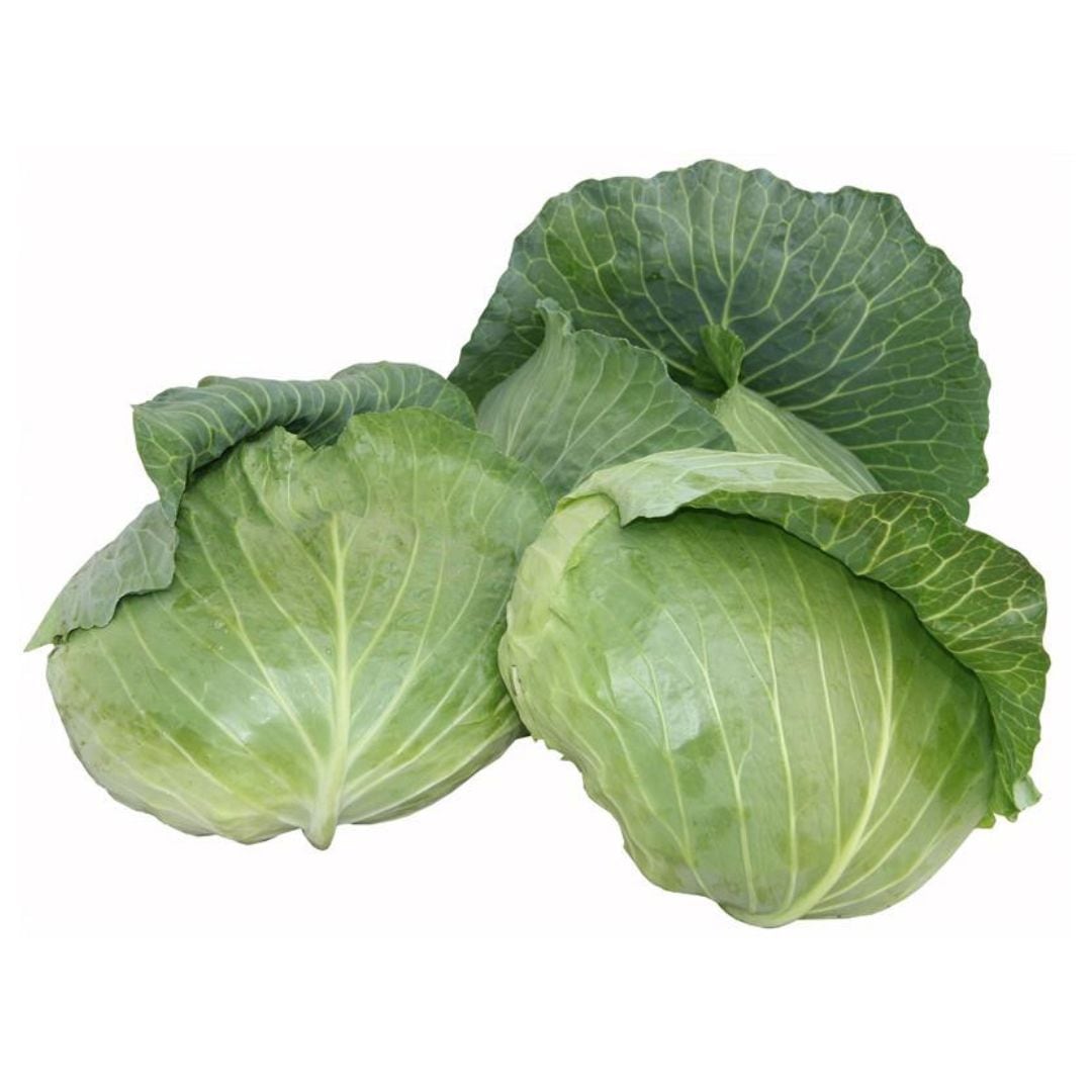 サトウくん サトウくん（ナント種苗） | 野菜の種,葉菜,キャベツ | アグリブック