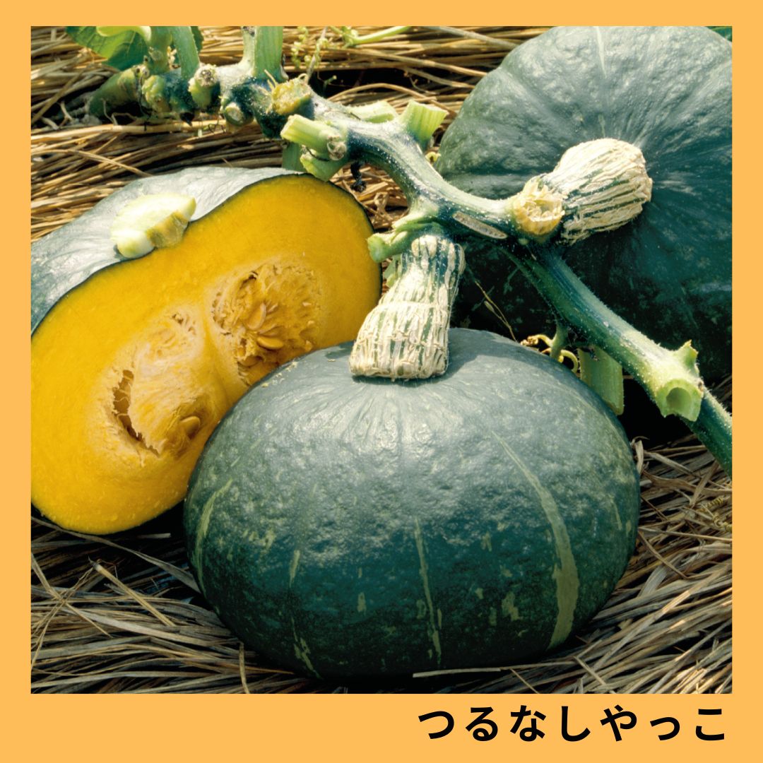 つるなしやっこ（タキイ種苗）* | 野菜の種,果菜,カボチャ | アグリブック