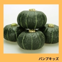 �ѥ�ץ��å��ʥ��ͥ����ġ�