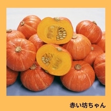 �֤�˷�����ʥ��������ߤ��ɡ�